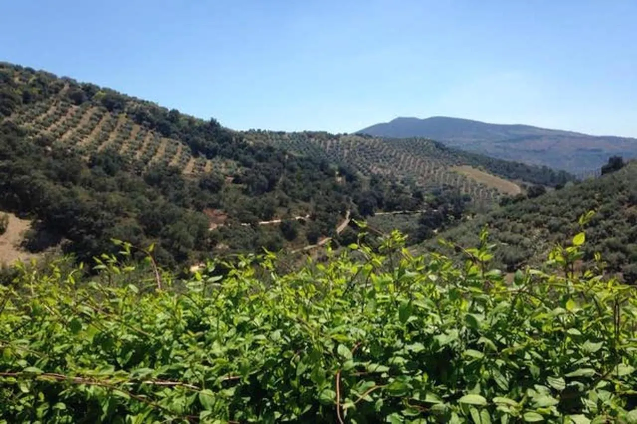 Elegant Villa In Granada With Pool And Garden Spain